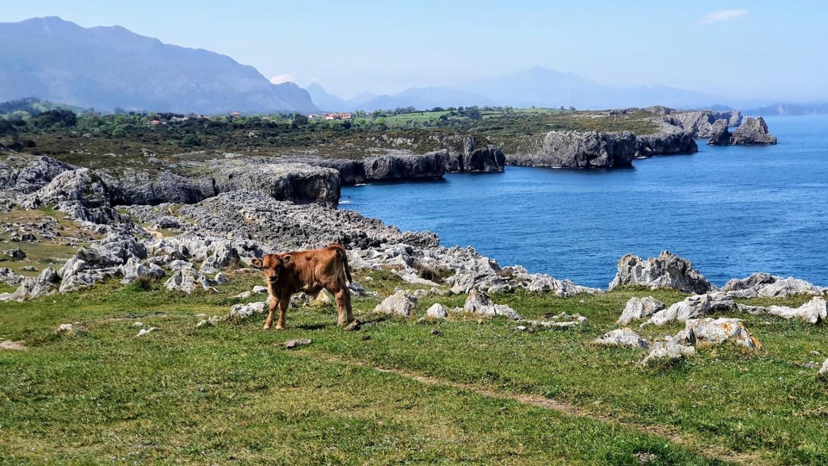 Casa La Venta De Pedro Βίλα Ribadesella Εξωτερικό φωτογραφία
